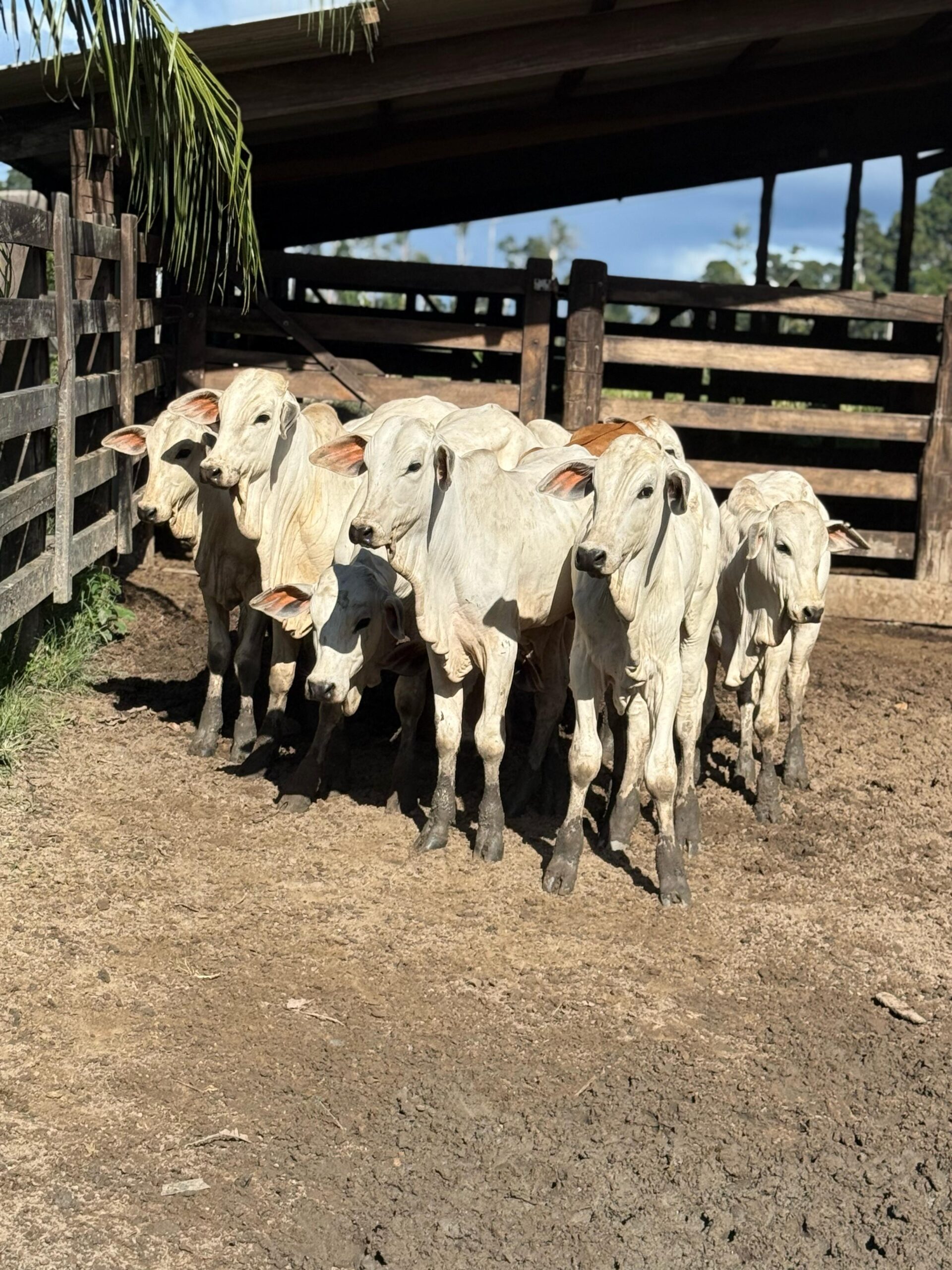 WhatsApp Image 2025-04-26 at 09.34.05